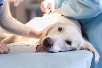 Weadell Tabletops for Veterinary Medicine8